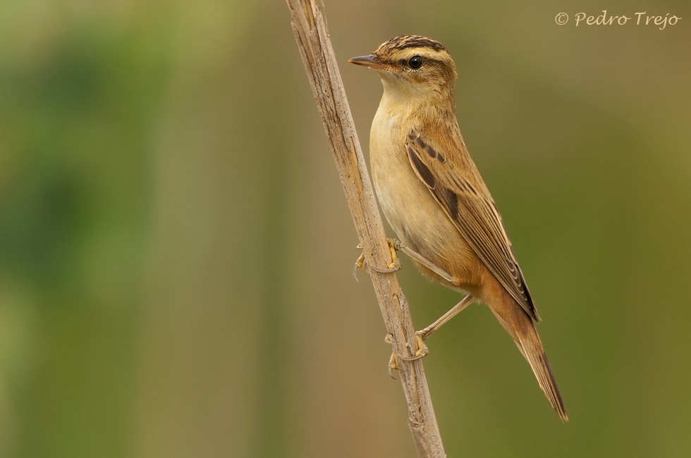 Carricerin comun (Acrocephalus schoenobaenus)